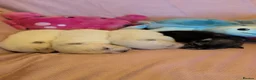 Pomsky dogs for sale: Pomsky Puppies - Advert 2