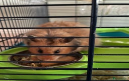 Hamster rodents for sale: Rolo our fluffy Syrian hamster  - Image 2
