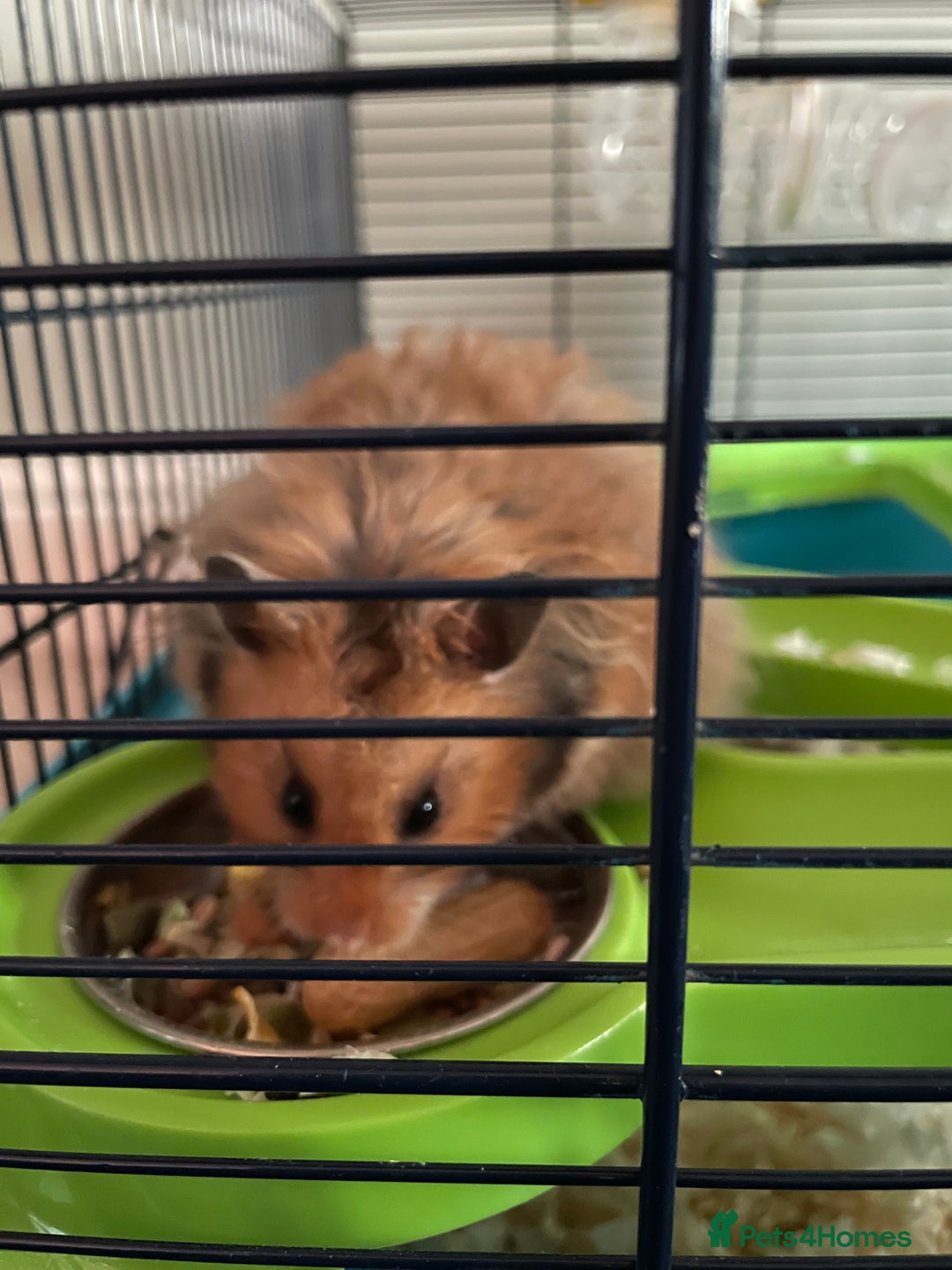 Hamster rodents for sale: Rolo our fluffy Syrian hamster  - Image 2