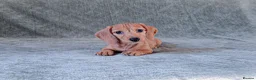 Miniature Dachshund dogs for sale: Silkie Mini Dachshund Puppies  - Advert 7