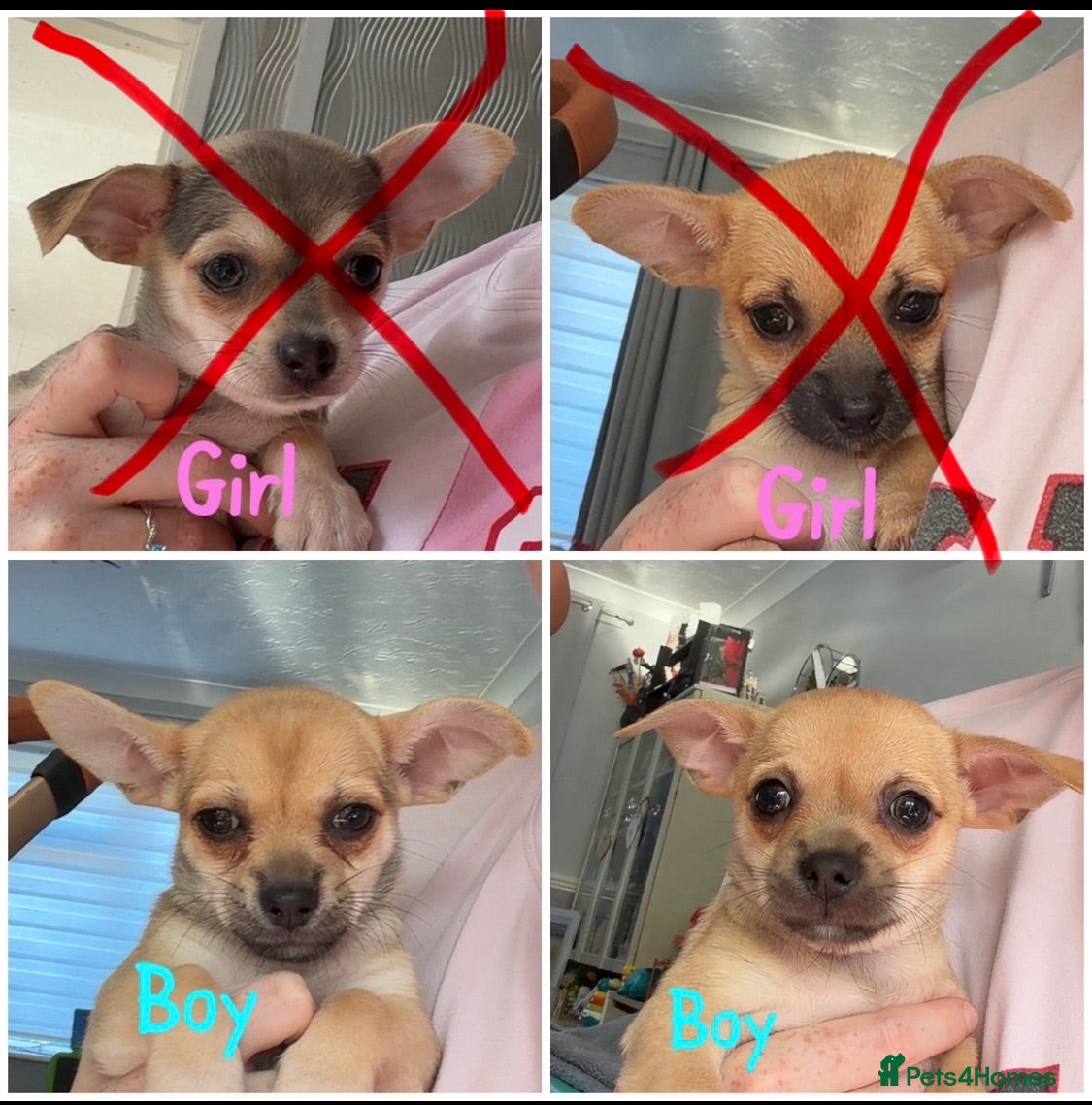 Chihuahua dogs Chihuahua pups for sale  - Advert 2