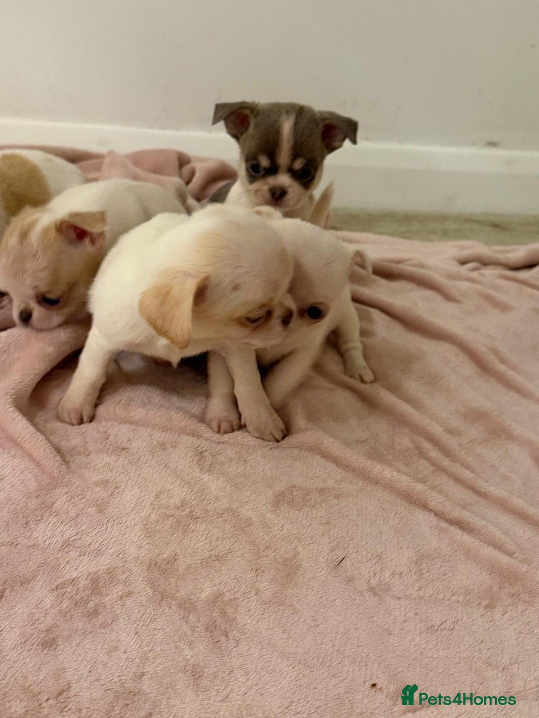 Chihuahua dogs for sale: Kc chihuahua puppies Russian and Ukraine lines - Advert 28