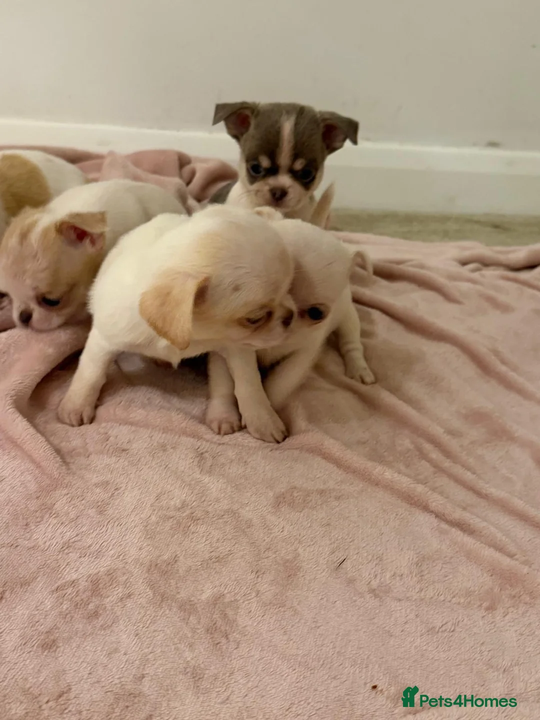 Chihuahua dogs for sale: Kc chihuahua puppies Russian and Ukraine lines - Advert 28