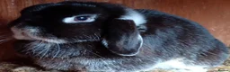 Mini Lop rabbits for sale: Mini lop adults - Advert 2