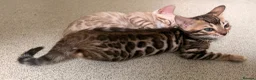 Bengal cats for sale: Tica Registered Bengal Kittens - Snow and Brown - Advert 18
