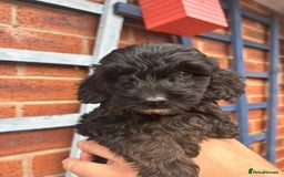 Cockapoo dogs for sale: Cockapoo Puppies (TOY) - Image 20
