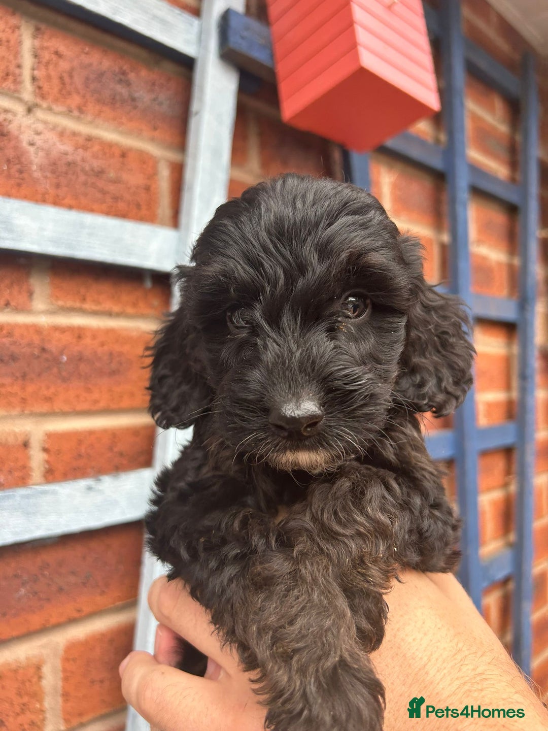 Cockapoo dogs for sale: Cockapoo Puppies (TOY) - Image 20
