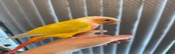 Conures birds for sale: Pineapple conure for sale with cage - Advert 7