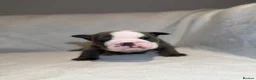 English Bulldog dogs for sale: Beautiful English Bulldog Puppies in Bristol - Advert 10