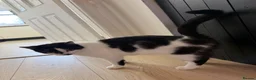 Mixed Breed cats for sale: Kittens for sale  - Advert 1
