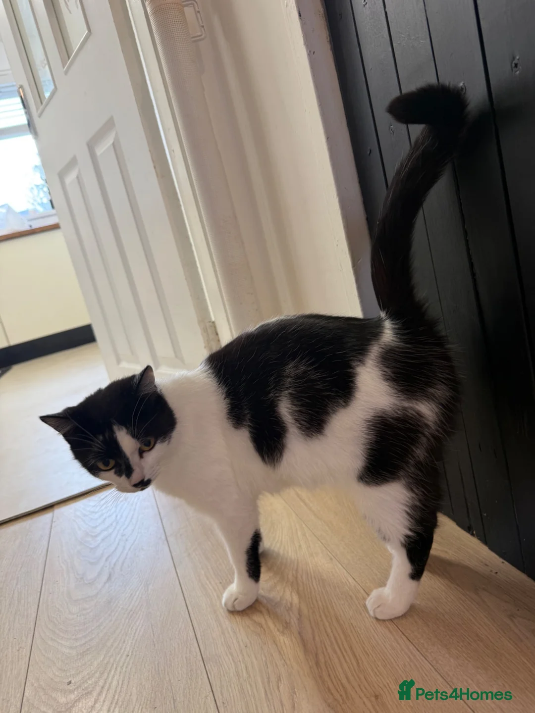 Mixed Breed cats for sale: Kittens for sale  - Advert 1