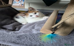 Domestic Shorthair cats for sale: Female kitten - Image 3