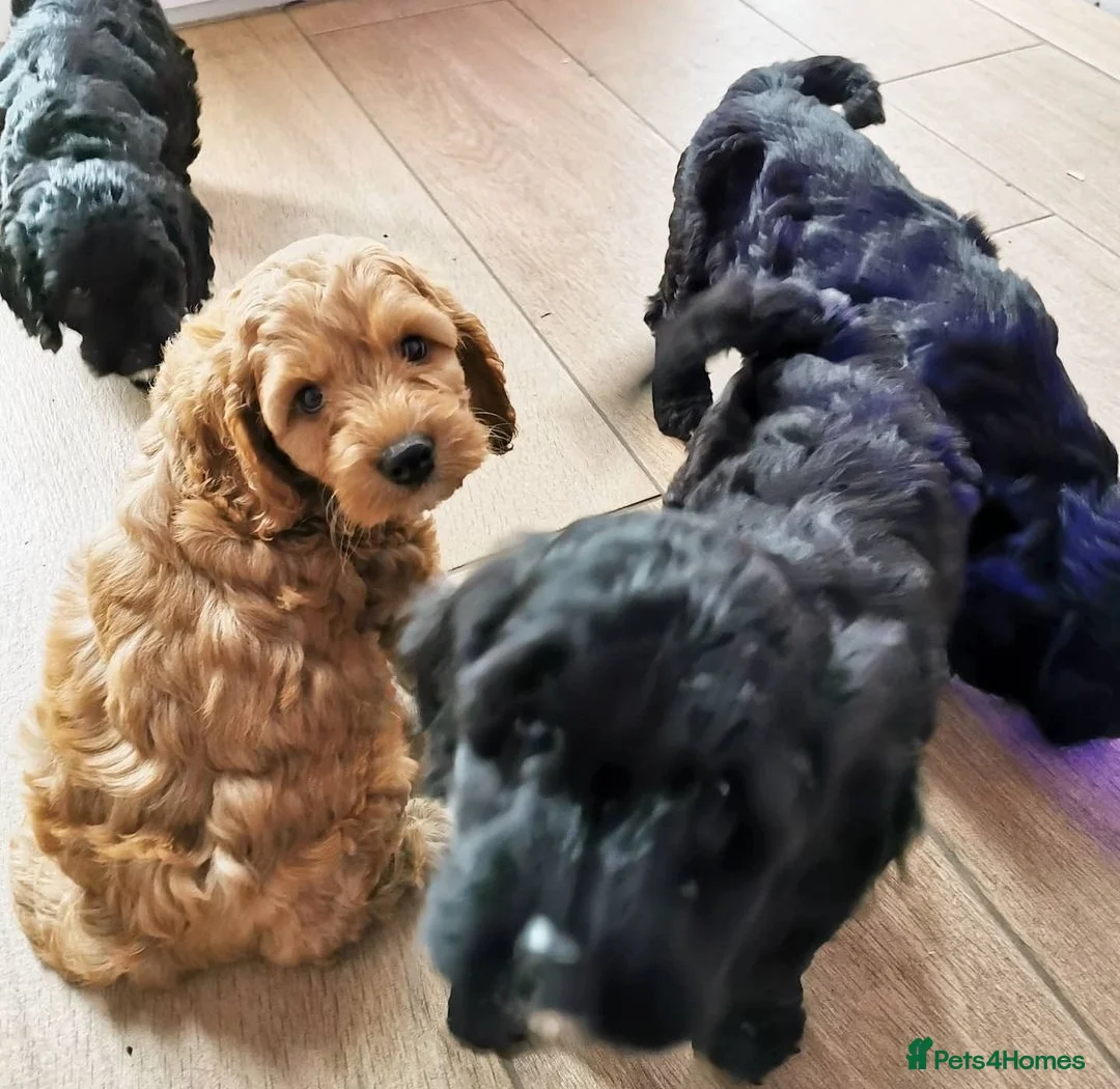 Miniature Poodle dogs for stud: Miniature Poodle DNA tested Stud. Apricot in Pershore - Advert 7