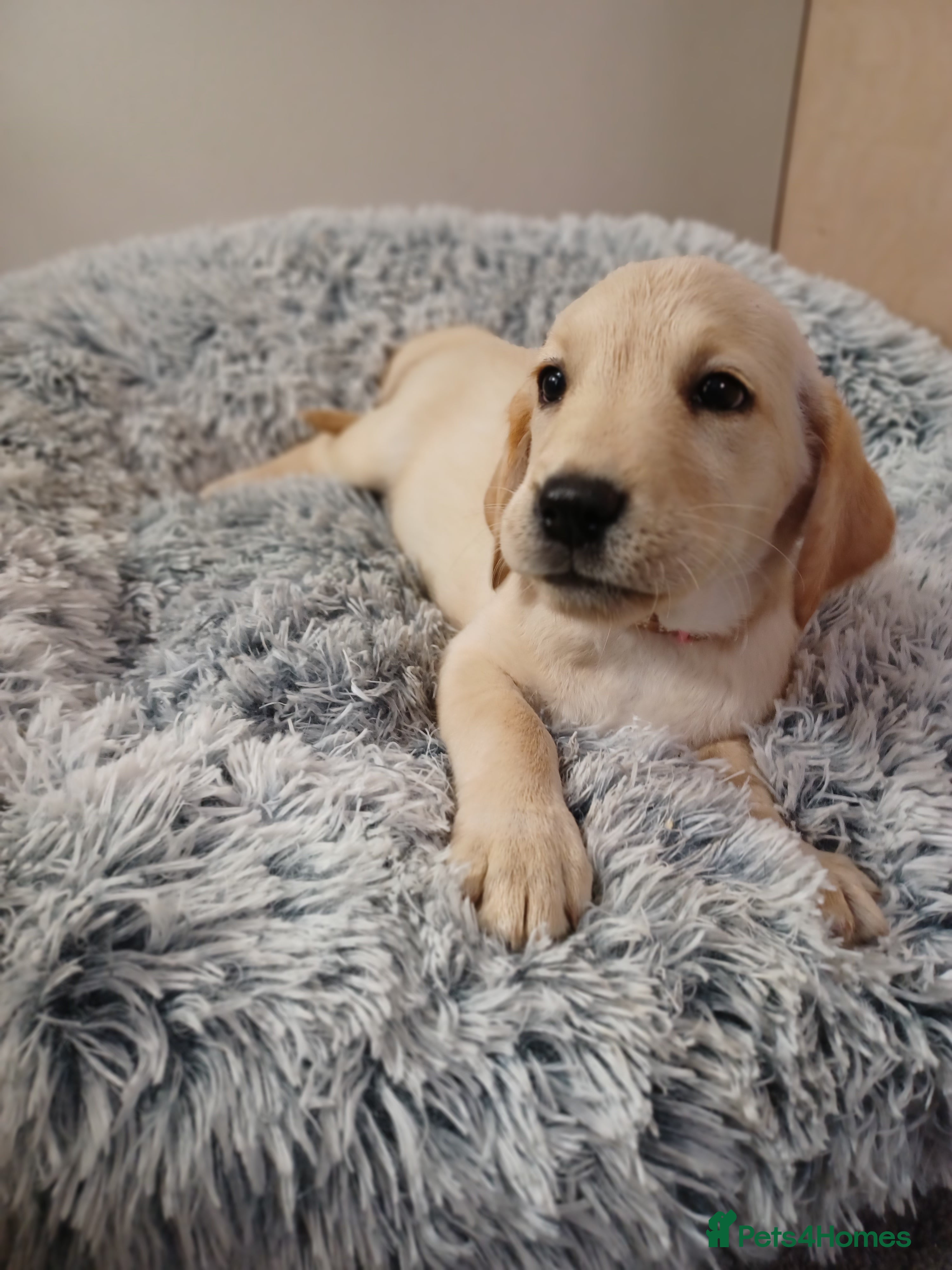 Labrador Retriever Puppy 5 pink 💗 