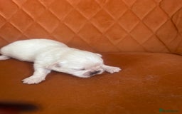 Pekingese dogs for sale: Pekingese  - Image 6