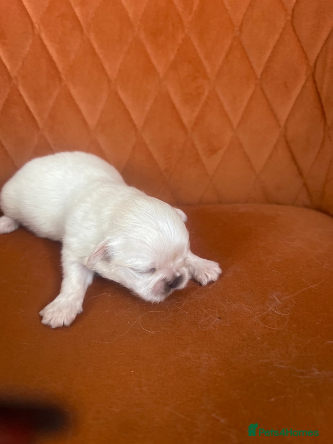 Pekingese dogs for sale: Pekingese  - Image 6