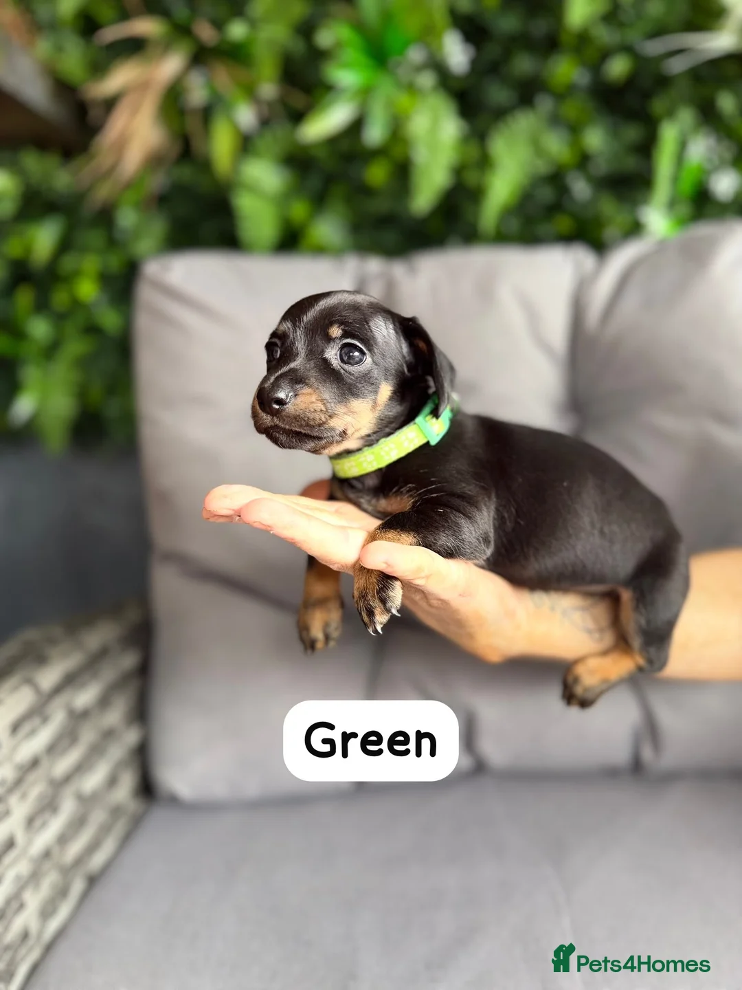 Miniature Dachshund dogs for sale: Miniature dachshunds in Stafford - Advert 2