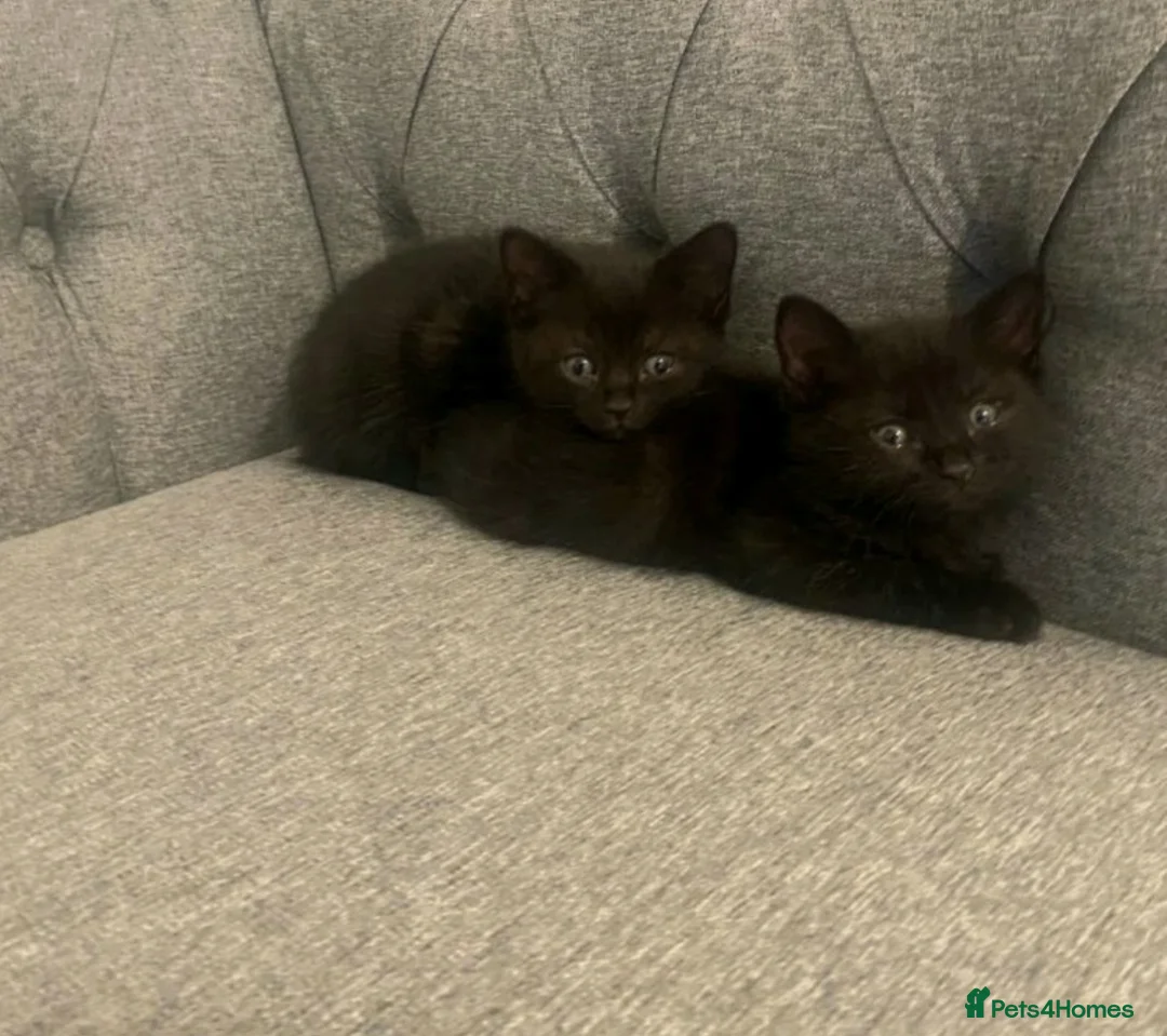 British Shorthair cats for sale: Kittens - Advert 6