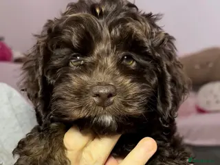 Cockapoo dogs Cockapoo puppies ready now!! - Advert 1