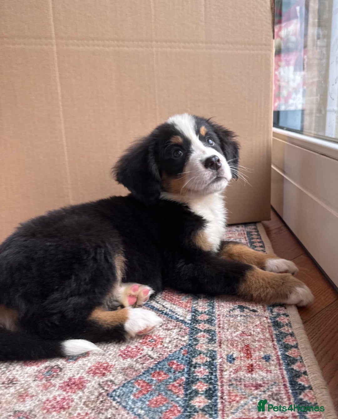 Bernese Mountain Dog dogs for sale: Bernese Mountain Dog Pups  - Advert 8