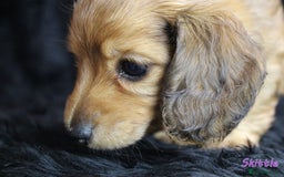 Miniature Dachshund dogs for sale: KC PRA Clear Mini Longhair Daxies – Dapple - Advert 14