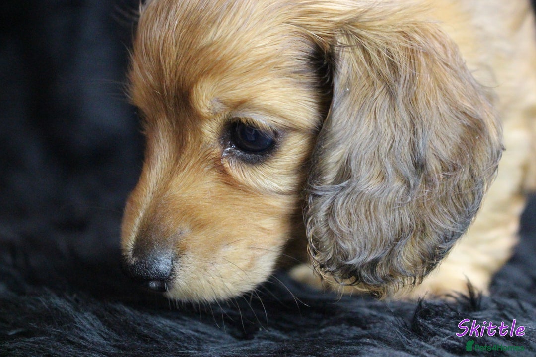 Miniature Dachshund dogs for sale: KC PRA Clear Mini Longhair Daxies – Dapple - Advert 14