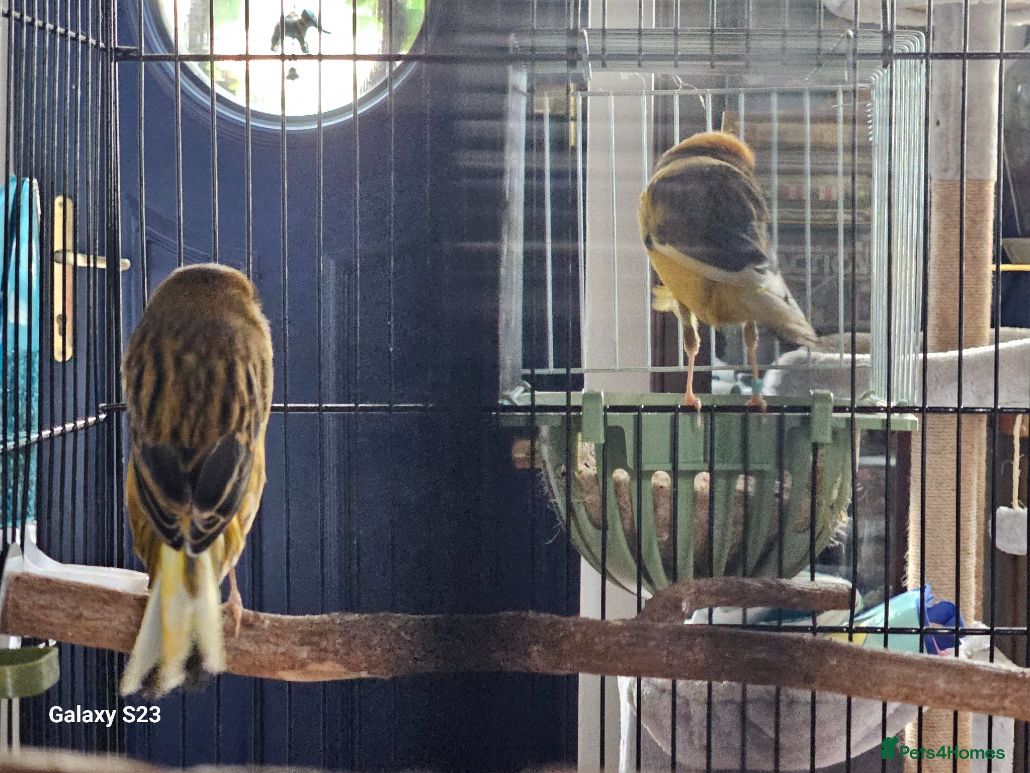 Canaries birds for sale: Yorkshire Canaries - Advert 3