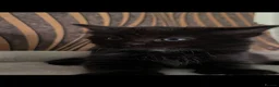 Norwegian Forest Cat cats for sale: Mixed breed/Norwegian Forest Cat  - Advert 14