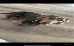 Miniature Dachshund dogs for stud: Miniature Dachshund  - Image 8