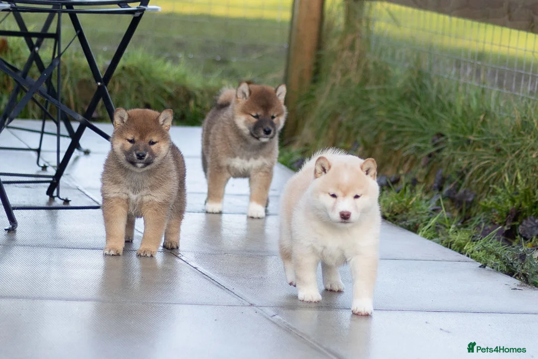 Japanese Shiba Inu dogs for sale: ❤️ Fall in Love with a Shiba Girl — Reduced Price - Advert 2
