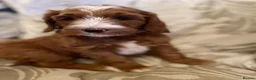 Goldendoodle dogs for sale: WAITING LIST OPEN - AUSSIE DOODLES  - Advert 21