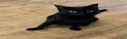 Bombay cats for sale: Bombay Kittens – 3 Boys & 3 Girls Available  - Advert 16