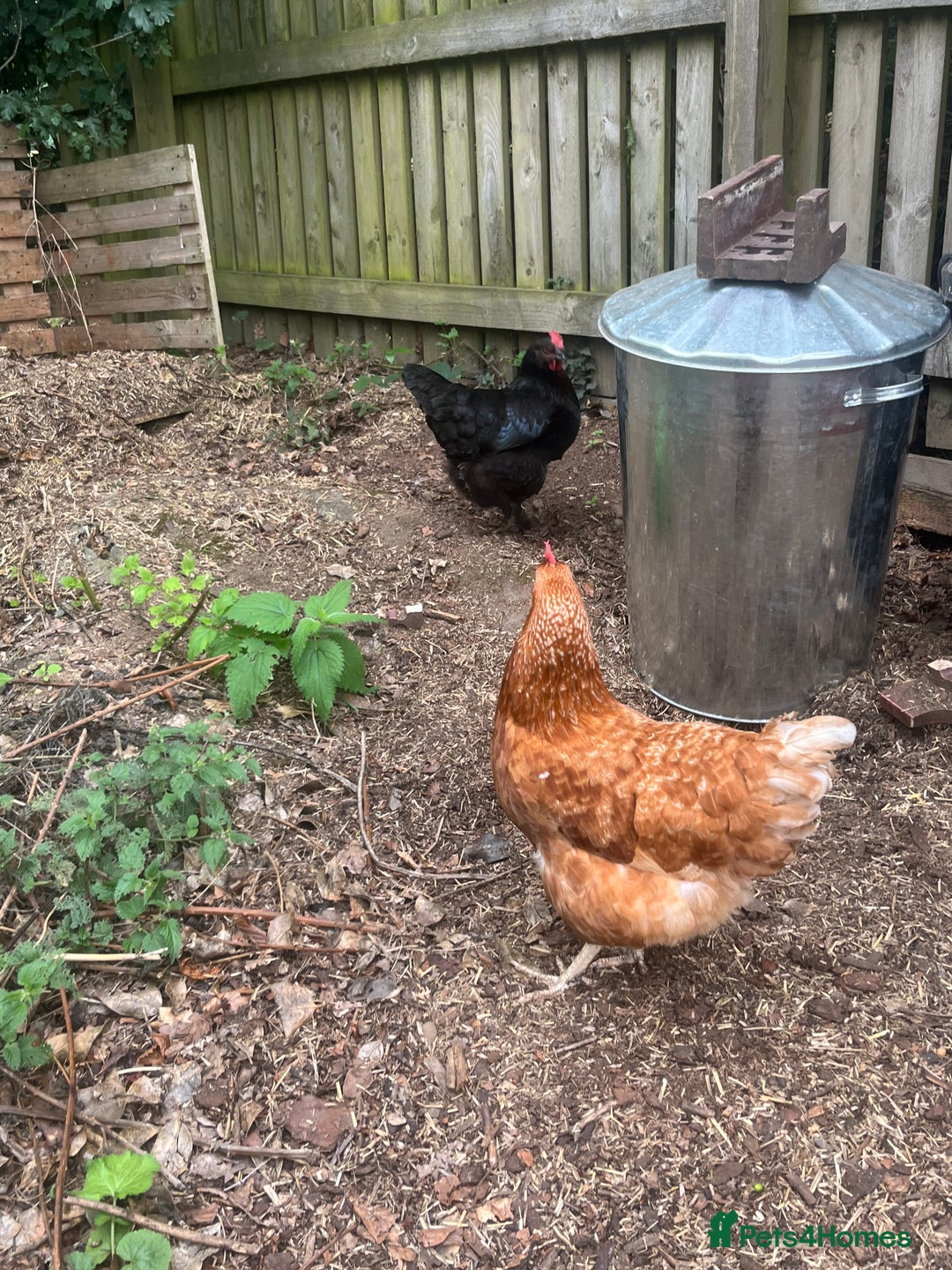 Chickens poultry for sale: Free to a good home  - Image 2