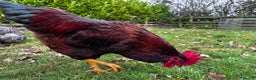 Chickens poultry for sale: Buff Orpington and Rhode Island Red Rooster - Advert 11