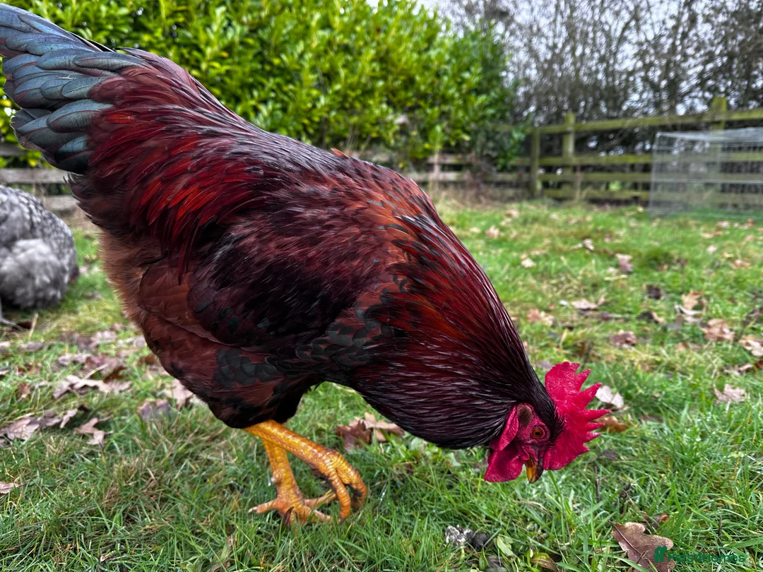 Chickens poultry for sale: Buff Orpington and Rhode Island Red Rooster - Advert 11