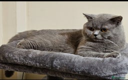 British Shorthair cats for sale: Beautiful Male British Shorthair for Sale – "Sky" - Image 2