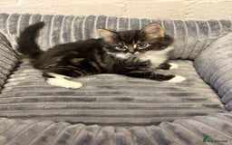 Mixed Breed cats for sale: Kittens  - Image 2