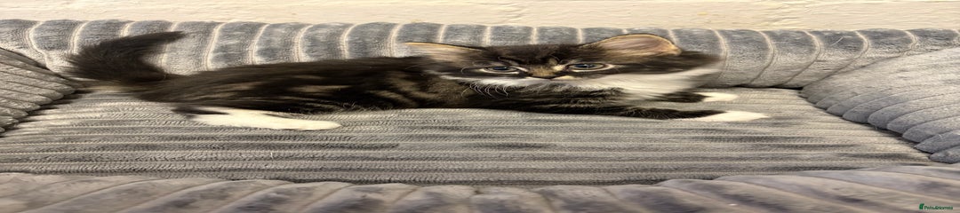 Mixed Breed Kitten 2