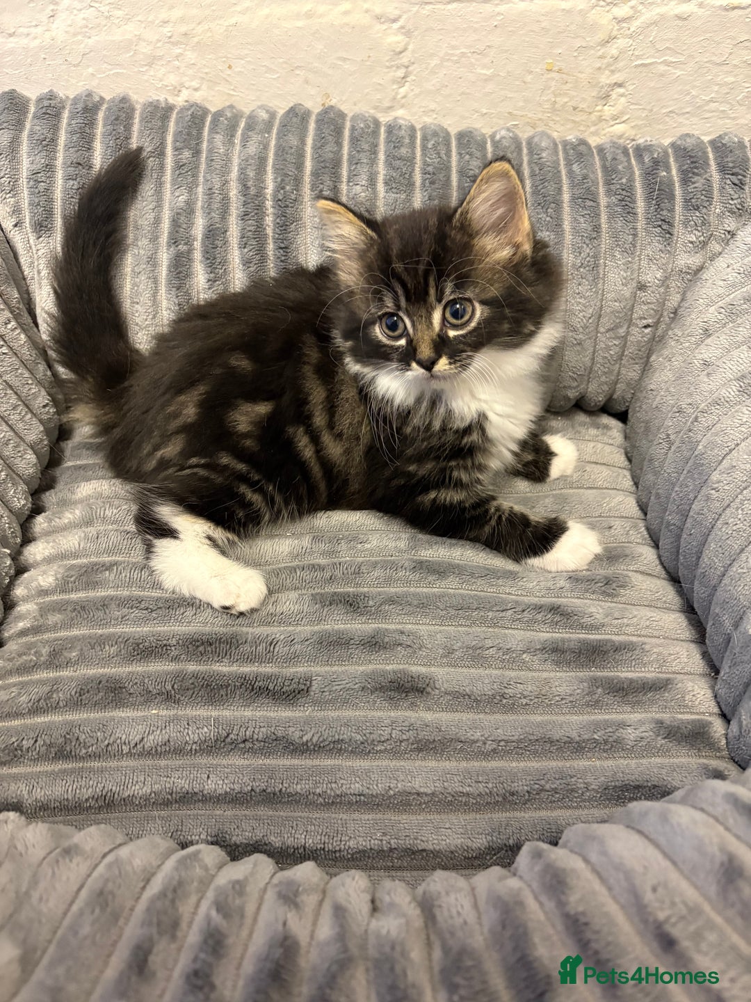 Mixed Breed cats for sale: Kittens  - Image 2