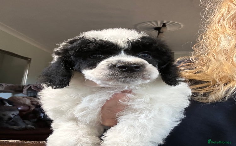 Miniature Poodle dogs Parti Miniature Poodles - Advert 6