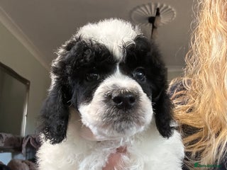 Miniature Poodle dogs Parti Miniature Poodles - Advert 17