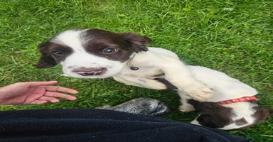 Cocker Spaniel dogs - Advert 13