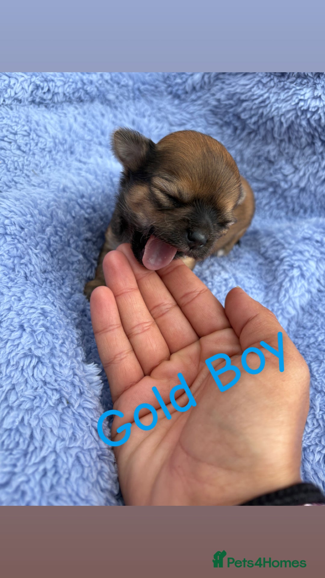 Chihuahua dogs for sale: KC Champion Lines Miniature Chihuahua Puppies - Image 15