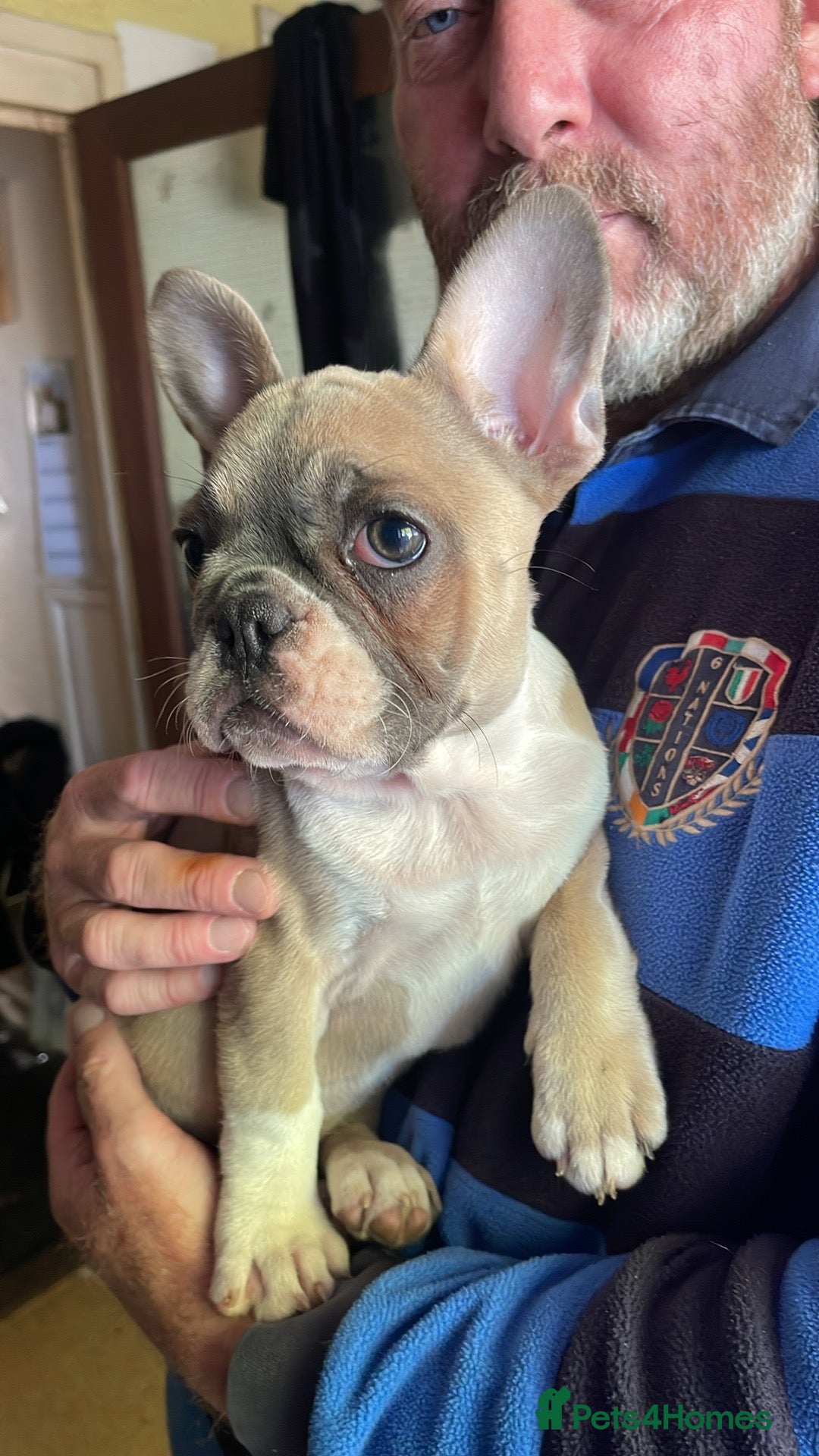 French Bulldog dogs for sale: French bulldog - Image 10