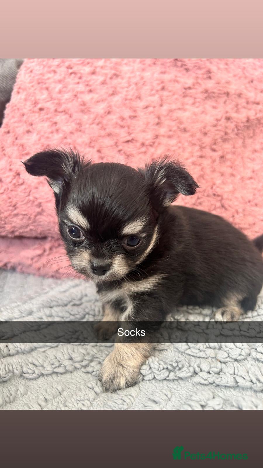 Chihuahua dogs Two Gorgeous Long-Haired Male Chihuahua Puppies - Advert 5
