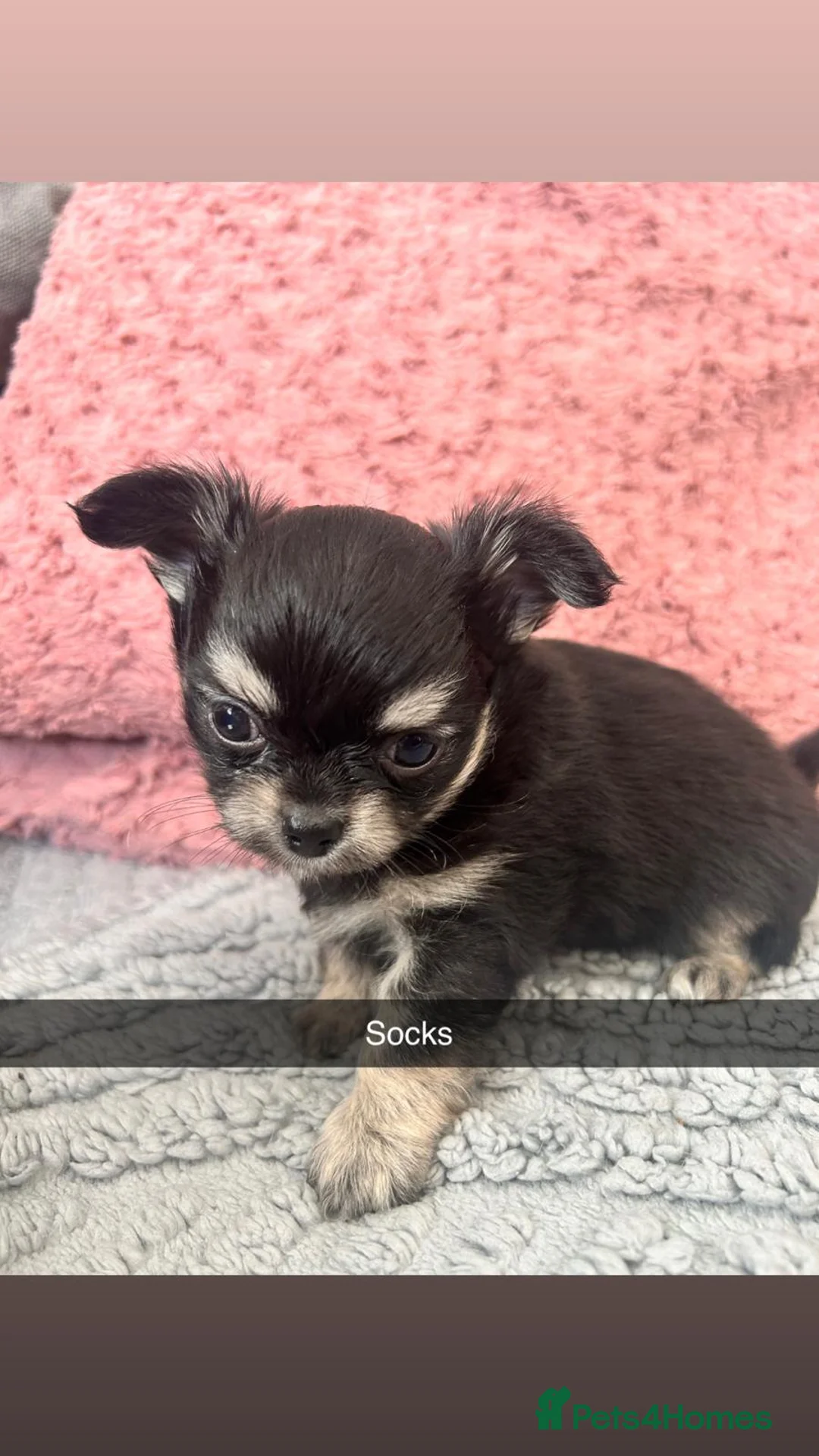 Chihuahua dogs for sale: Two Gorgeous Long-Haired Male Chihuahua Puppies - Advert 1