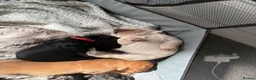Mixed Breed dogs for sale: Bordoodle x Labrador Puppies  - Advert 4