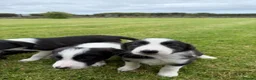 Border Collie dogs for sale: Border collie puppies  - Advert 2