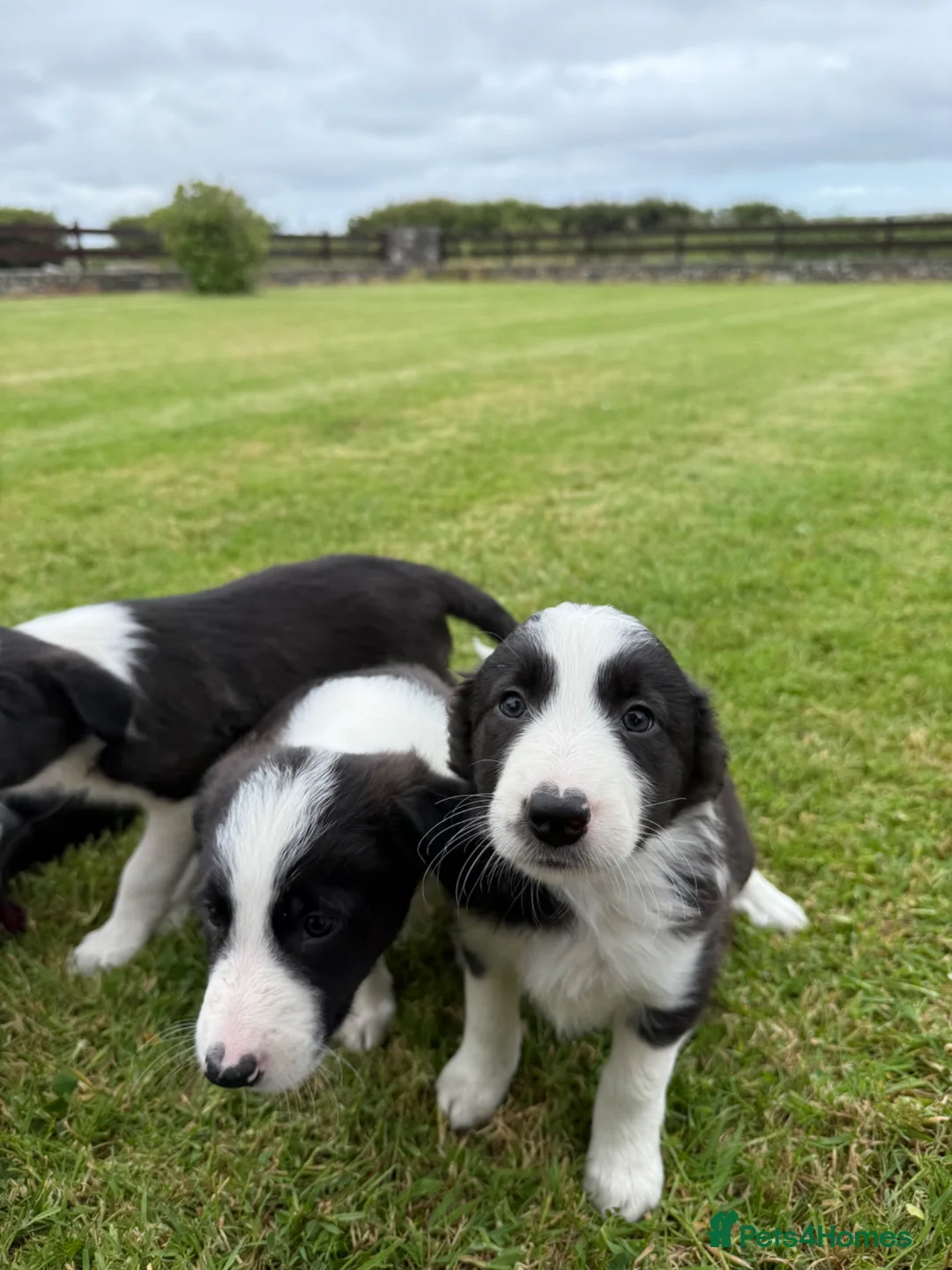 Border Collie dogs for sale: Border collie puppies  - Advert 2