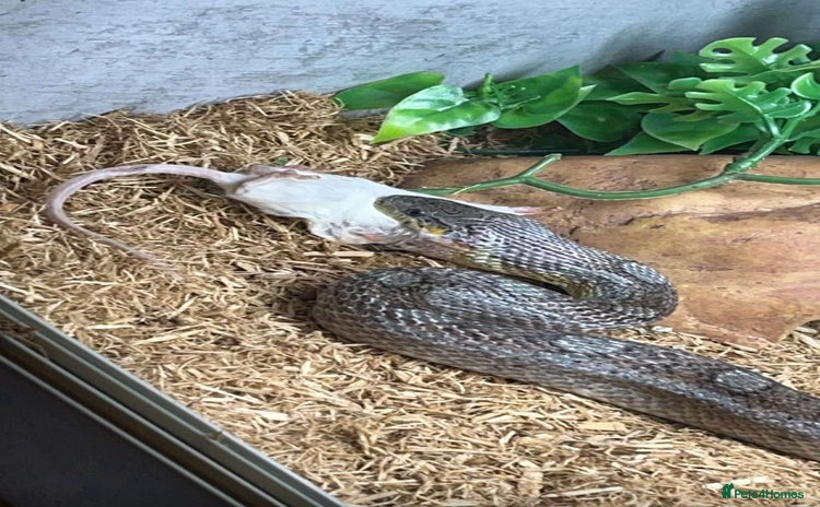 Corn Snake reptiles - Advert 2
